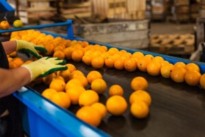 Ponovno zabranjen uvoz skoro 21 tonu mandarina iz Turske