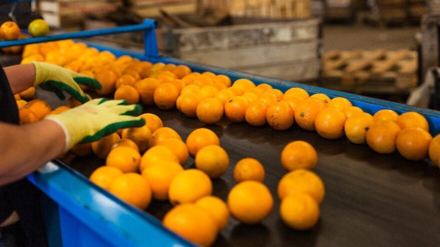 Ponovno zabranjen uvoz skoro 21 tonu mandarina iz Turske