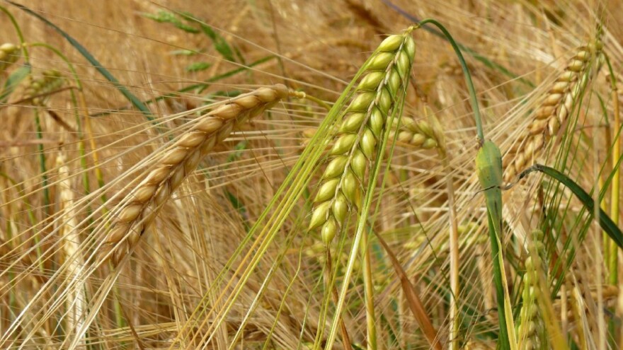 Otvoreno je savjetovanje za izdavanje biljnih putovnica