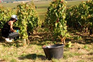 Velike vrućine negdje uništavaju vinogradarstvo, a negdje ga pokreću