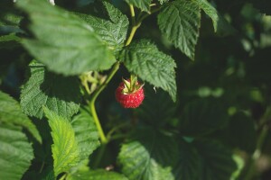 Nakon berbe maline, slijedi vezivanje izdanaka - kada to učiniti i kako?