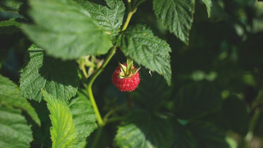 Nakon berbe maline, slijedi vezivanje izdanaka - kada to učiniti i kako?