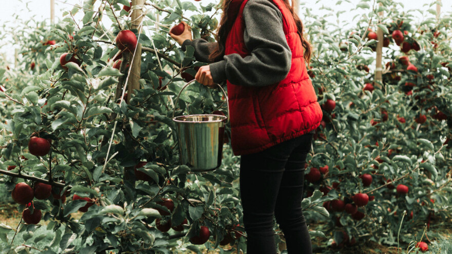 Koliki treba biti razmak među voćem u amaterskim nasadima?