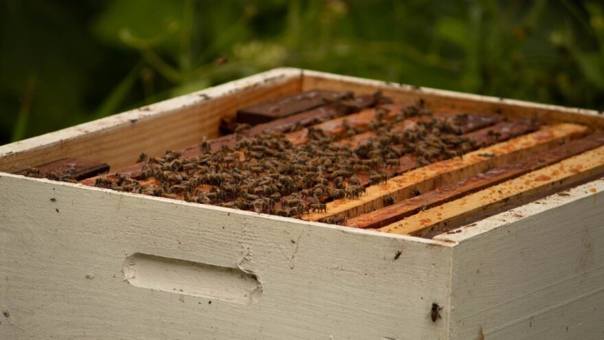 Koji su to idealni odnosi u prihranjivanju pčela?