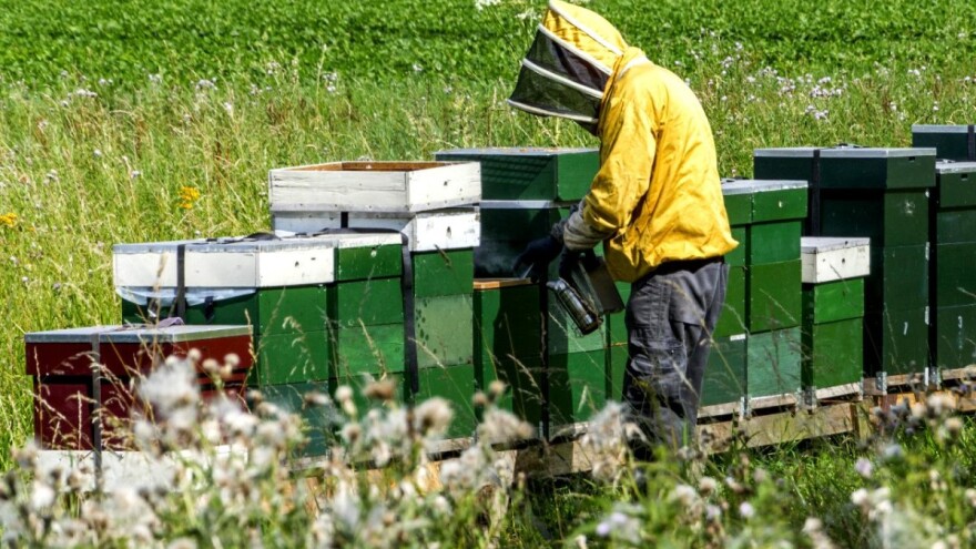 U godinama kao što je ova opstaju samo uporni i iskusni pčelari