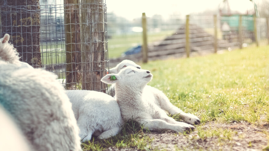 Užas na pruzi: Lokomotiva naletjela na stado ovaca, desetak odmah stradalo