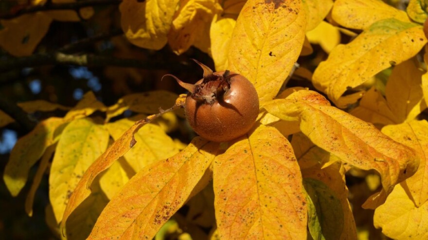 Mušmula: Laka za uzgoj, cena do 110 dinara za kilogram