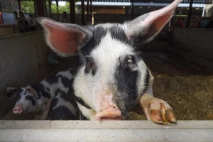 Potrebno je masovno smanjenje antibiotika kako bi se videli efekti?
