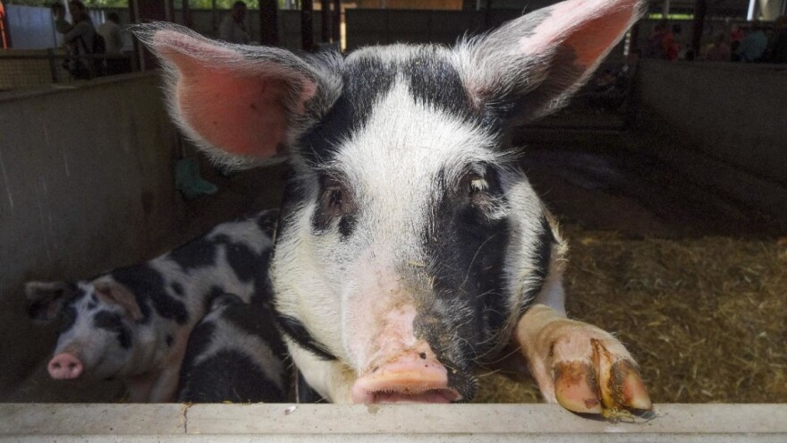 Potrebno je masovno smanjenje antibiotika kako bi se vidjeli učinci?