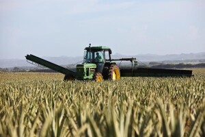HBOR: U 2019. najviše kredita odobreno za jednogodišnje usjeve