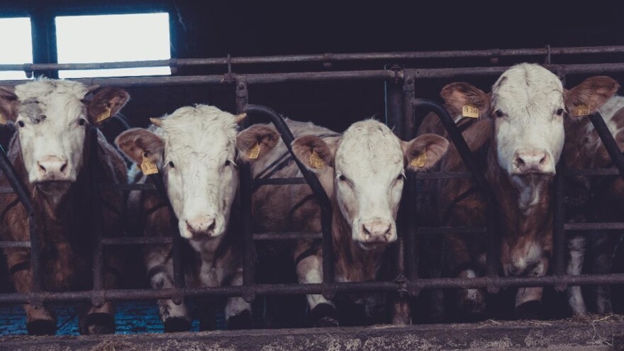 Nova izmena Uredbe o otkupu junadi do 23. septembra - uvažene sugestije stočara