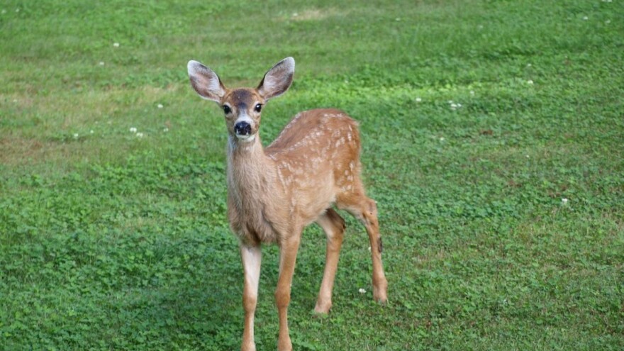 Spašen mladi srndać koji je upao u stari bazen na Tari