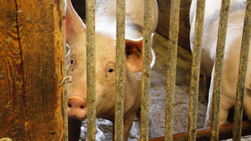 Vučković: Naši proizvođači trpe velike gubitke zbog smanjenja izvoza svinjetine iz EU