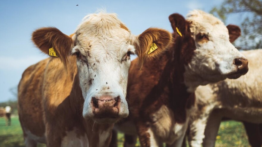 Uzgajivačima tovne junadi 20.000 dinara subvencije za prodato grlo do 30. oktobra