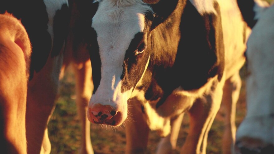 Stočna proizvodnja u 2019: Rast uvoza goveda, pad proizvodnje mlijeka