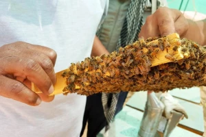 Propolis kao odlično sredstvo u zaštiti masline