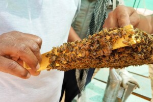 Propolis kao odlično sredstvo u zaštiti masline