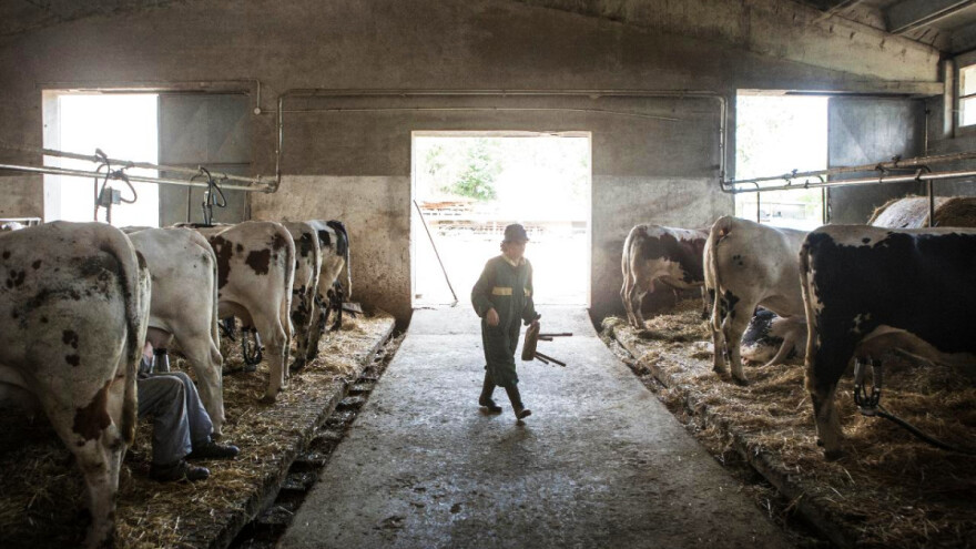 Čak i ako se domaća životinja zarazi, ne predstavlja opasnost za ljude?
