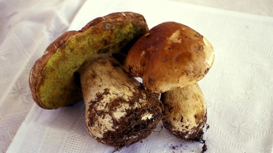 Gljivarenje: Neophodna edukacija berača i organizovan otkup