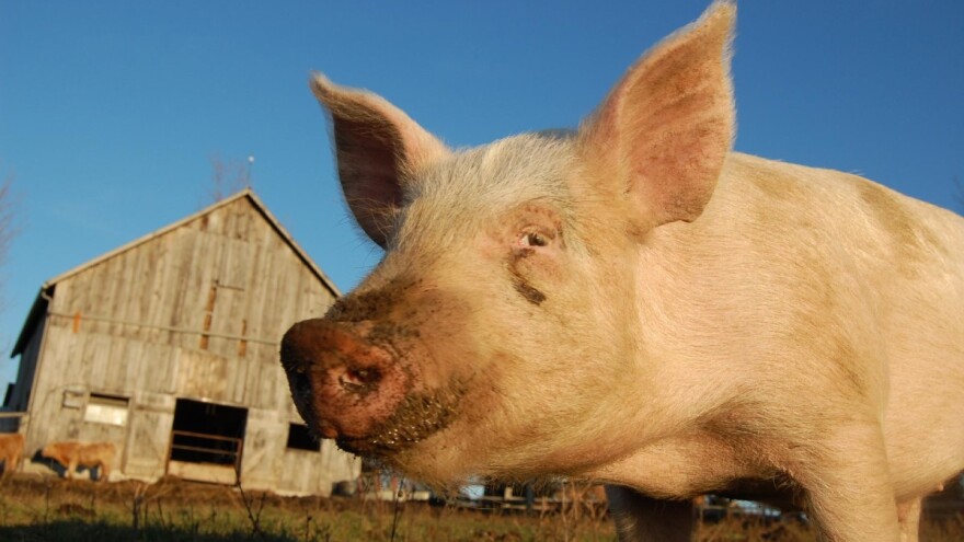 Zašto općine ne bi otvorile mini klaonice?