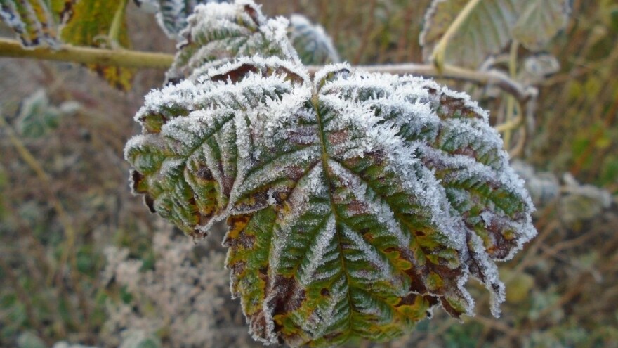 Kako zaštititi biljke od ranih mrazeva?