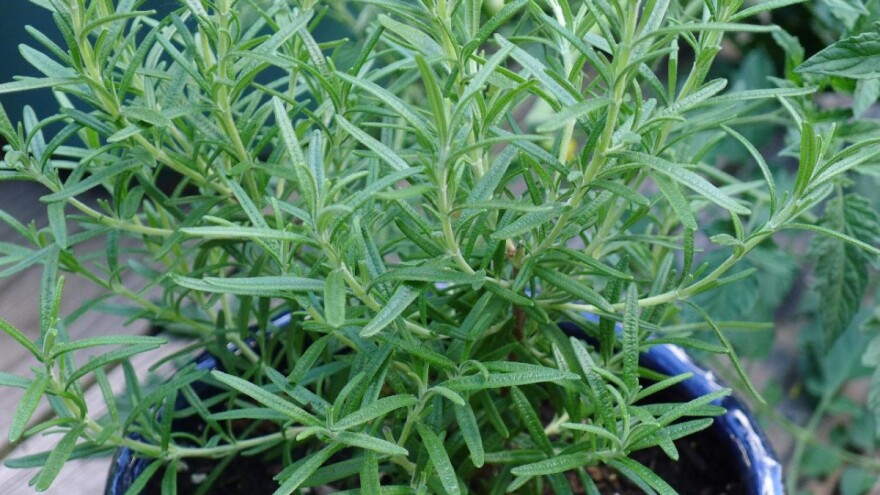 Ruzmarin - blagotovorna svojstva i široka upotreba