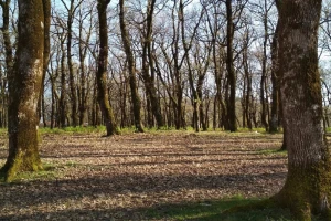 Kazna od 250.000 dinara za bespravnu seču šume na Fruškoj gori