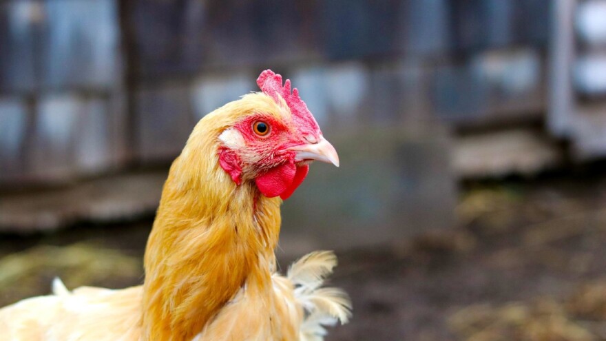 EU u pripravnosti zbog ptičijeg gripa - stiže iz Rusije i Kazahstana?