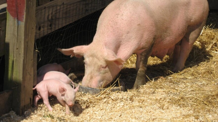 Ulaganje u svinjogojstvo: Otvorena dva nova savjetovanja za podmjeru 4.1