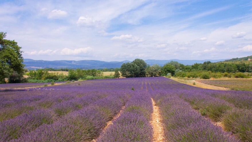 Uzgoj aromatičnog bilja, prerada u etarska ulja, a od otpada - biopelet