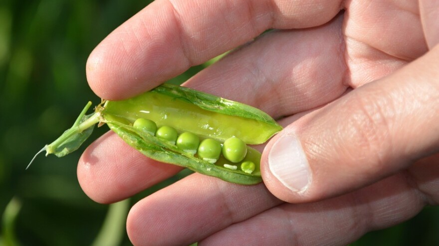 Poljoprivredni radovi u junu: Šta se sadi, a šta bere?