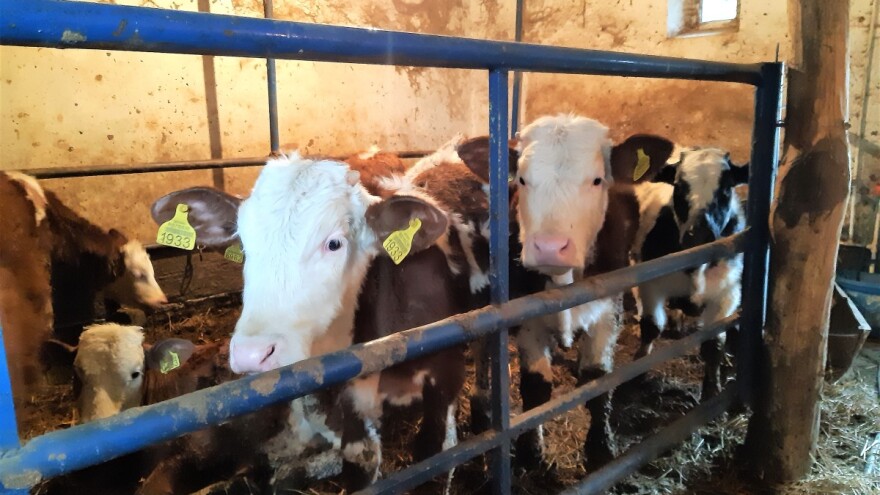 Sa tova svinja prešli na tov junadi - ali cena sve niža, a prodaja neizvesna