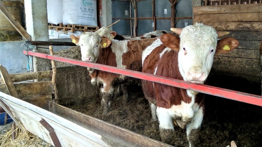 Čedomir Keco: Bolje izvoz junadi Arapima - u Turskoj nismo rado viđeni