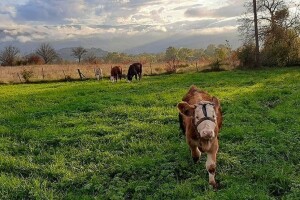 Benjamin ima 20 godina i san da napravi veliku farmu junadi