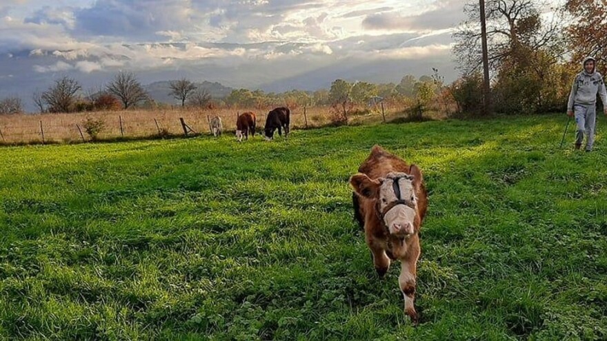 Benjamin ima 20 godina i san da napravi veliku farmu junadi