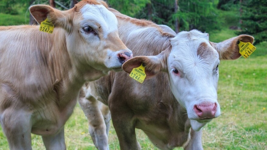 Stabilna ponuda i potražnja junadi