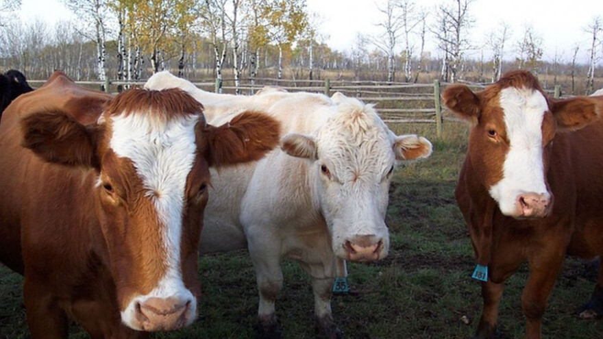 Stagniraju cijene junećih trupova R3 klase