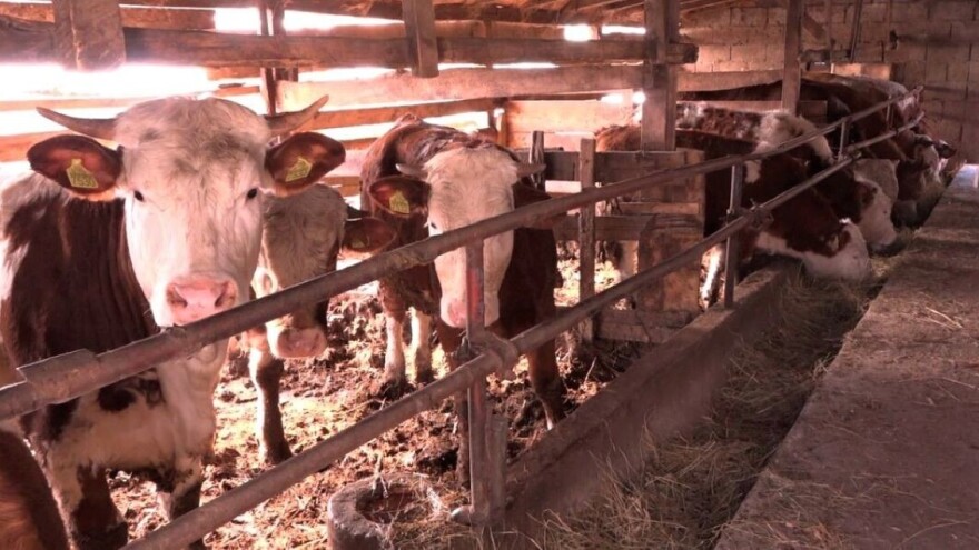 Umesto u setvu - novac ulažu u hranu za junad?