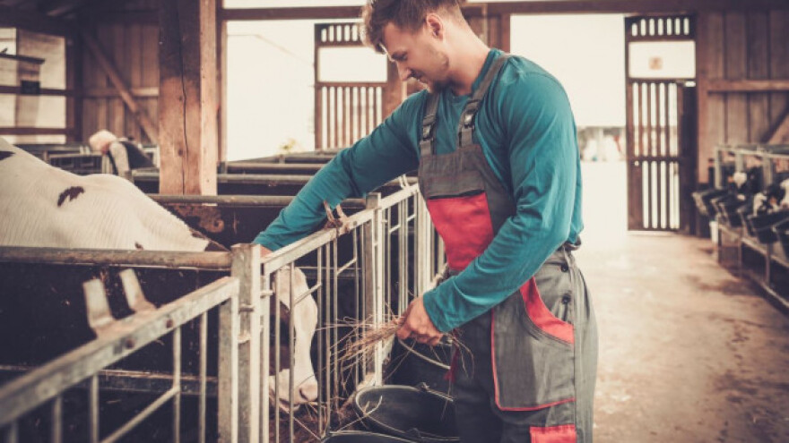 Razlike u proizvodnji mlade i zrelije junetine