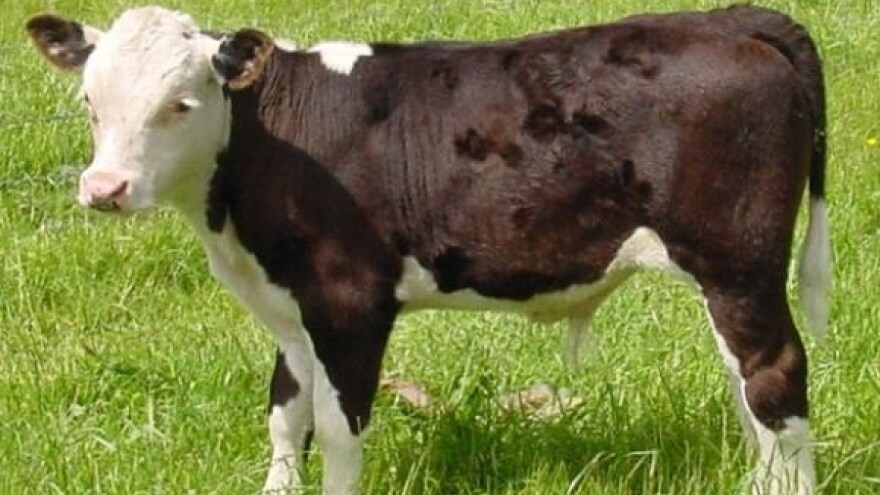 U izvozu šansa za opstanak