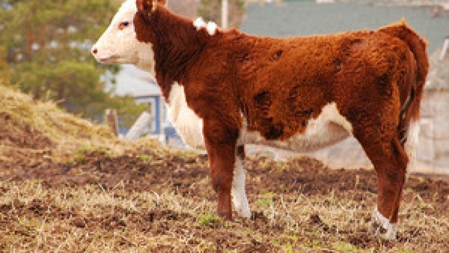 Zaustaviti prekomjerni uvoz mesa