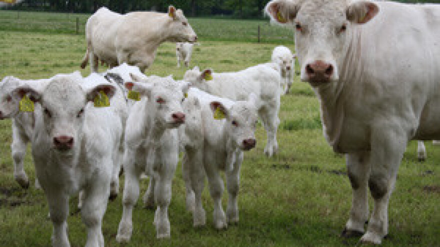 Junetina dosegnula rekordnu cijenu u zadnjih 10 godina