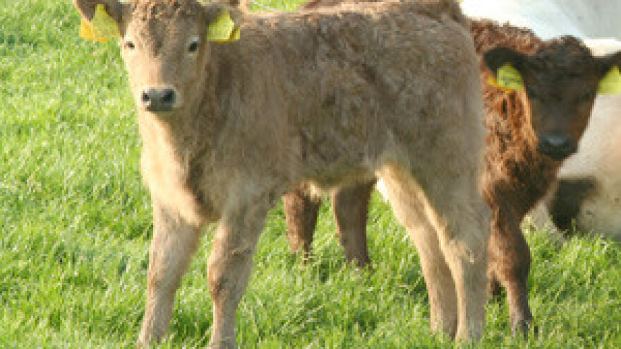 Izvoz spašava proizvođače junadi