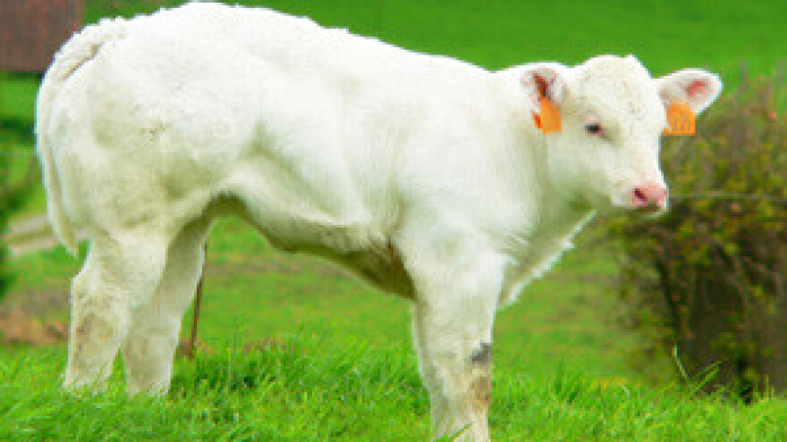 Od države ne traže ništa, a proizvode najbolji baby beef