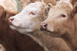 Zbog većeg izvoza došlo do nestašice junećeg mesa