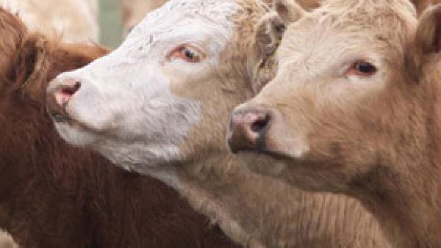 Zbog većeg izvoza došlo do nestašice junećeg mesa