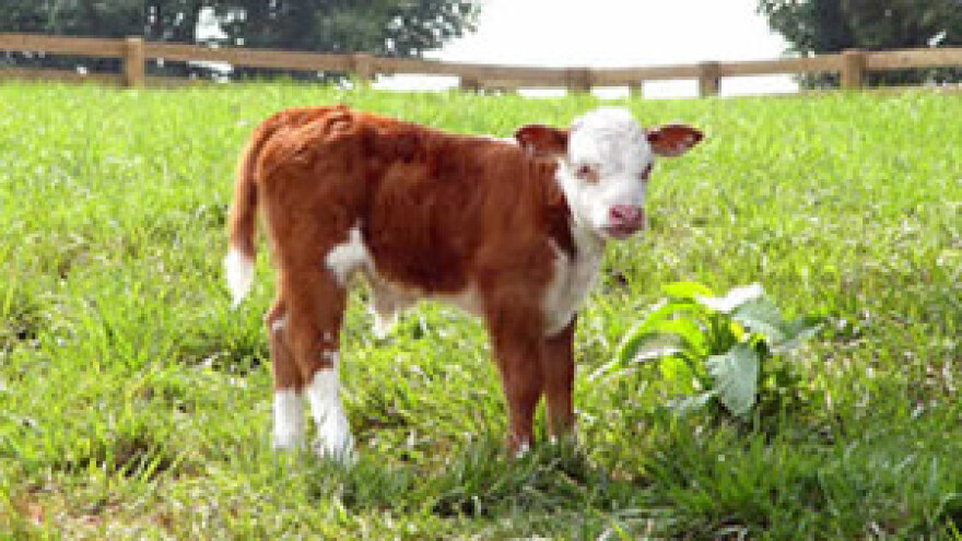 PPK Valpovo ulaže 10 milijuna kuna u stočarsku proizvodnju