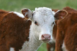 Na noge su se digli i farmeri koji se bave tovom junadi