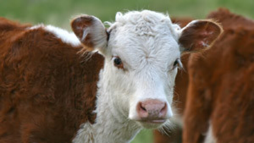 Na noge su se digli i farmeri koji se bave tovom junadi