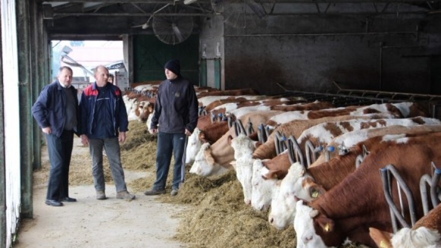 Ponuda simentalske junadi na stočnim sajmovima